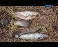 Видео "Рыбалка с Радзишевским" - На Кольском полуострове. Река Чернавка. Лето 2009