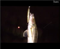 Видео «Моя рыбалка» —  Москва-река. Ночная ловля судака. Часть 2 (6 выпуск)