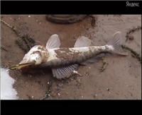 Видео «Моя рыбалка» —  Москва-река. Ночная ловля судака (5 выпуск)