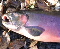 Видео «Моя рыбалка» — Рыбалка на Сахалине. Река Пеленга