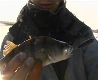 Видео «Рыболовные путешествия» — Сызрань летом. База "Удача"