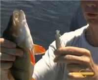 Видео «Рыболовные путешествия» — Прикаспий. Раскаты