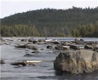 Видео «Серебряный ручей» — Карелия - край рыболовной мечты 