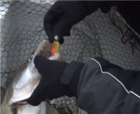 Видео «Моя рыбалка» — Осенняя рыбалка. Архив редактора (59 выпуск)