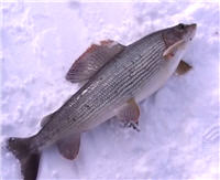 Видео «Рыболов-Элит» — Парус на льду