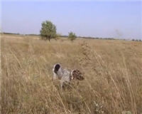 Видео «Главная охота» —  Охотничье собаководство 
