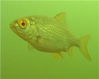 Видео «Рыбалка с Пашком» — Съемки под водой. Sony AS 15 Экшен-камера 