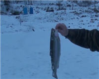Видео «Рыбацкий дневник» — Форель на блесну со льда. Ловля форели на платном водоёме