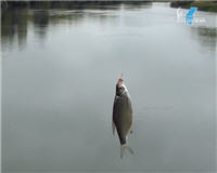 Видео «Рыболов NN» — Рыбалка на реке Мокша 