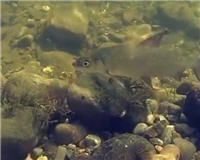 Счастливые люди - Сибирские рыбы (Избранное из фильма)