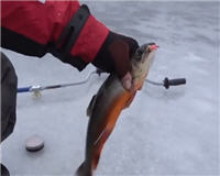 На рыбалке - Ловля палии в Швеции 
