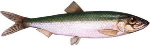Салака — Cправочник рыболова.