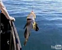 Видео "Диалоги о рыбалке" - Камчатка. Бычок