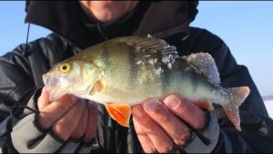 мужская компания рыбалка видео зимой