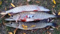 Снова колебалка спасает рыбалку — Рыбалка на реке