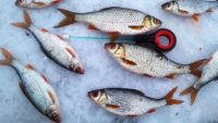 Поиск и ловля плотвы в декабре — Рыбалка на реке