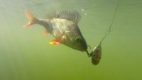 Ловля трофейной щуки и окуня на спиннинг — Рыбалка на реке