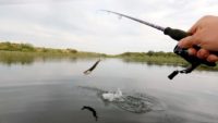 Щука на спиннинг в июле — Рыбалка на реке