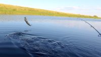 Щука на вертушку в июне - Рыбалка на реке