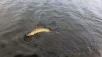 Рыбалка на щуку в сентябре — Рыбалка на реке
