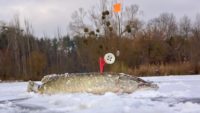 Рыбалка по первому льду 2021 - Клуб рыбаков