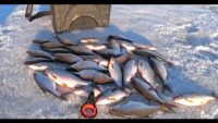 Отличный клёв плотвы — Рыбалка 62