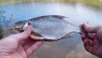 Лучший рецепт вяленой рыбы - Андрей Слепнев