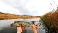 Тест новой снасточки - Рыбалка на реке