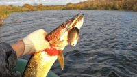 Жор щуки осенью - Рыбалка на реке