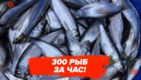 Как поймать 300 рыб за час на поплавок? - Алексей Зайко