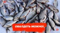 Как ловить крупную белую рыбу на мормышку? — Алексей Зайко
