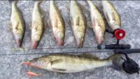 Рыбалка на Каневском море — Клуб рыбаков