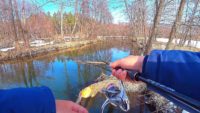 Весенний спиннинг на лесной речке — Павел Теплов