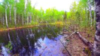 Рыбалка на лесной луже — Павел Теплов