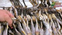 Редкий рецепт засолки корюшки — Fisherman dv. 27rus