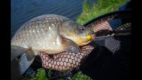 Тактика ловли на озере летом — Рыболовный дневник