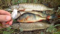 Лучшая блесна для ловли щуки — Рыбалка на реке