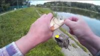 Отличная июньская рыбалка на фидер — Андрей Слепнев