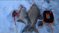 Ловля леща зимой на мормышку - Рыбалка 62