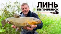 Тактика ловли линя на поплавок — Рыбалка с Алексеем Ромашиным