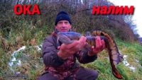 Крупный налим при высокой воде — Рыбалка с дедом Маркелычем