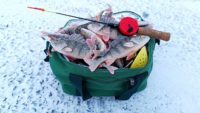 Лучшая приманка на окуня в декабре — Рыбалка на реке