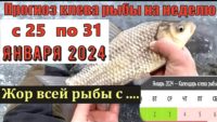 Прогноз клева рыбы с 25 по 31 января 2024 года