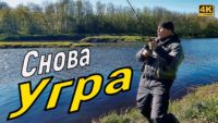 Опять на реку Угра — Простая рыбалка