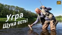 Щука на Угре — Простая рыбалка