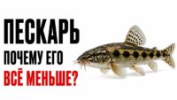 Рыба: Пескарь