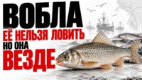 Рыба: Вобла Рыба: Вобла
