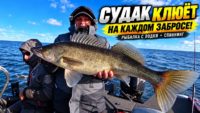 Трофейный судак на Рыбинском водохранилище Трофейный судак на Рыбинском водохранилище