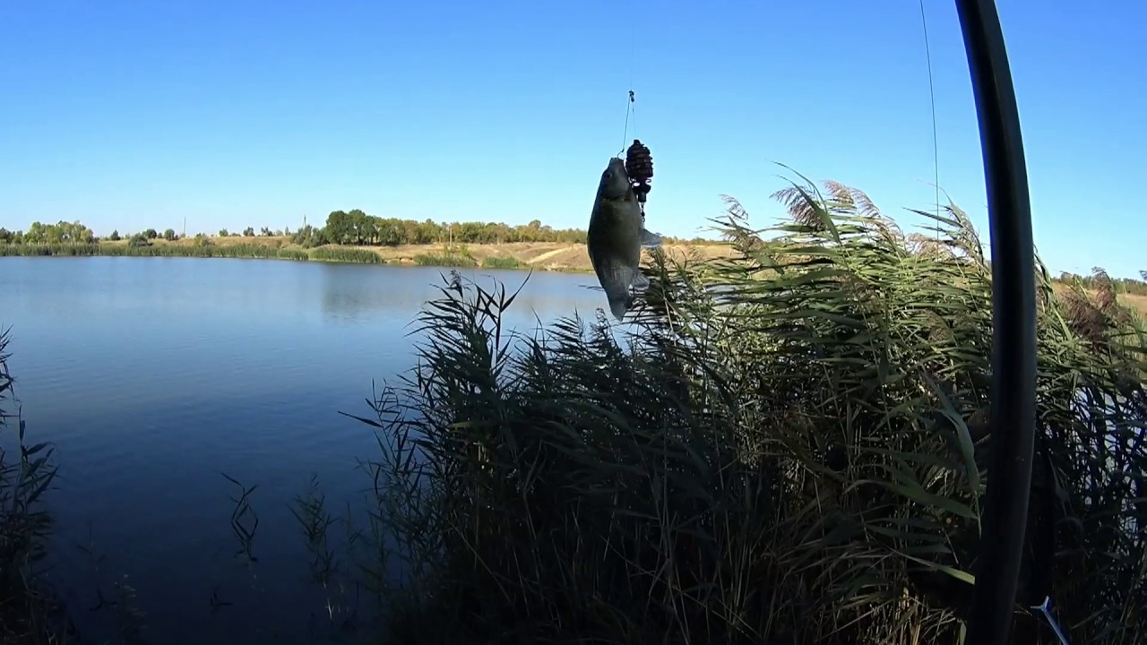 Олвейс алон рыбалка видео